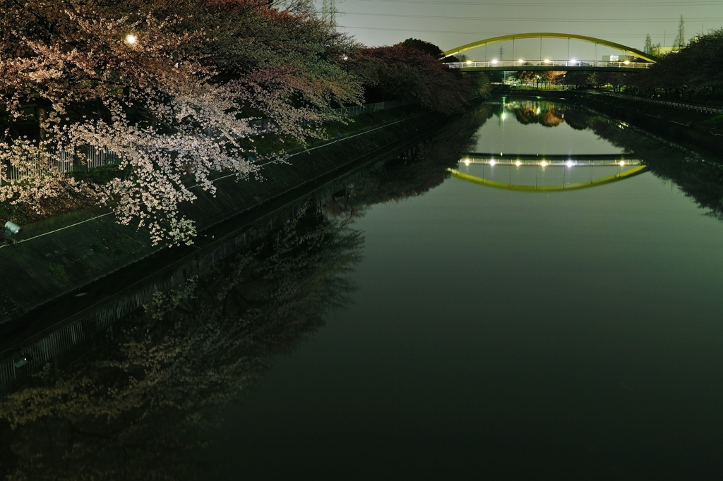 宵　桜.2