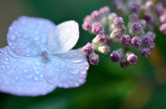 Hydrangea　２