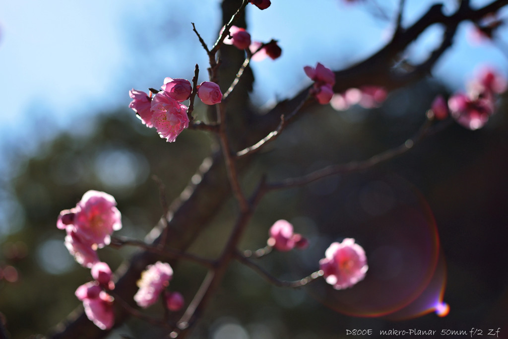 ume blossoms.2