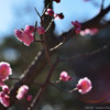 ume blossoms.2