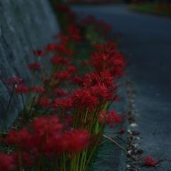 おねがいだからそっと私をミテ