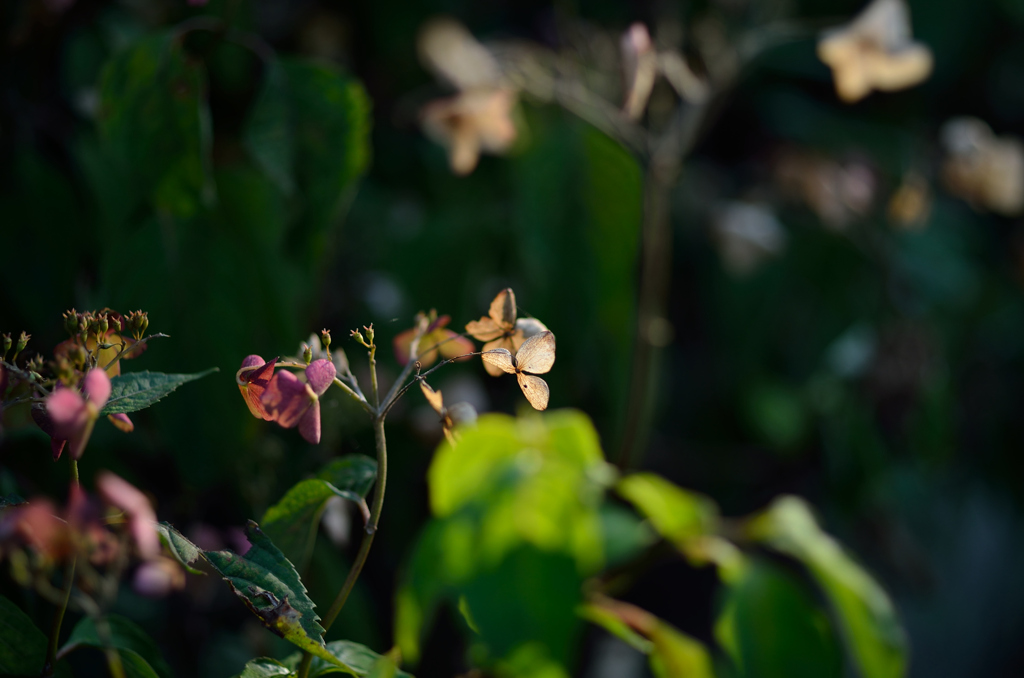 枯陽花　Ｃ