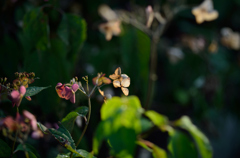 枯陽花　Ｃ