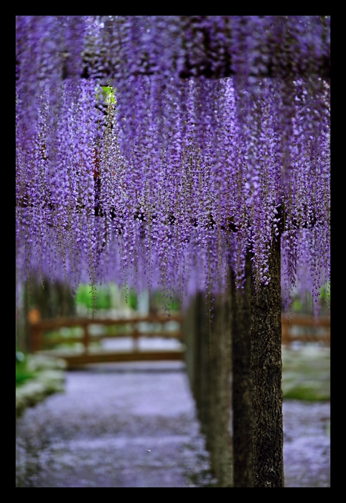 wisteria violet.1