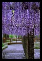 wisteria violet.1