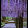 wisteria violet.1