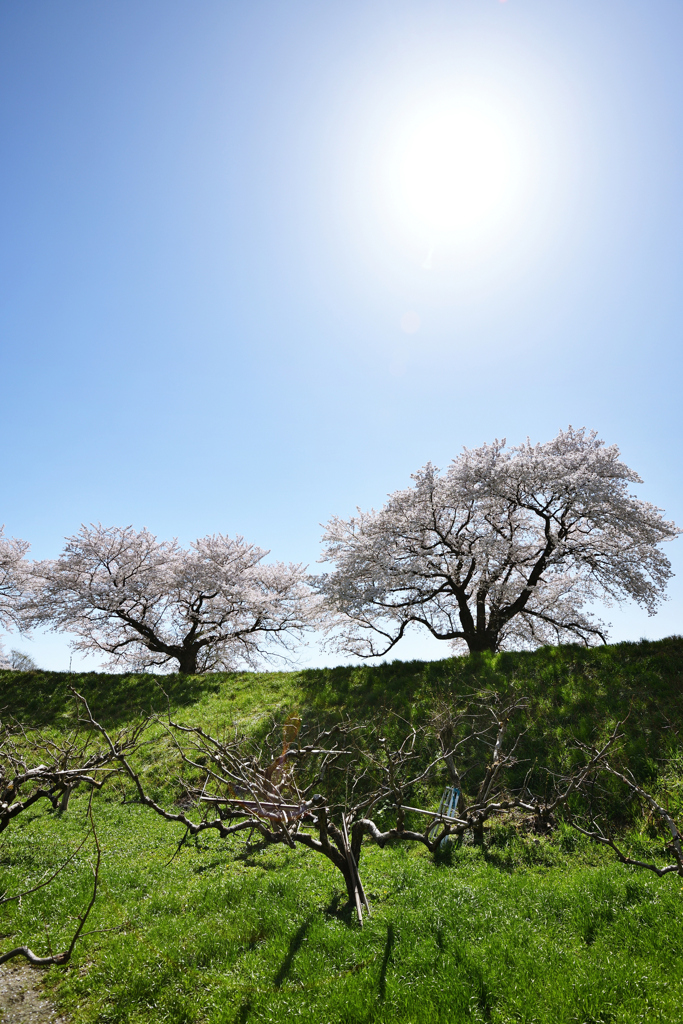 こんな時だからこそ爽やかな　.5