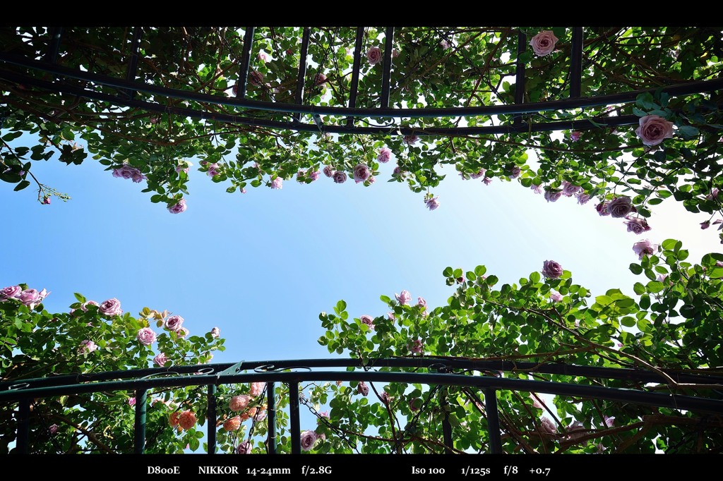rose bridge 