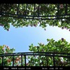 rose bridge 