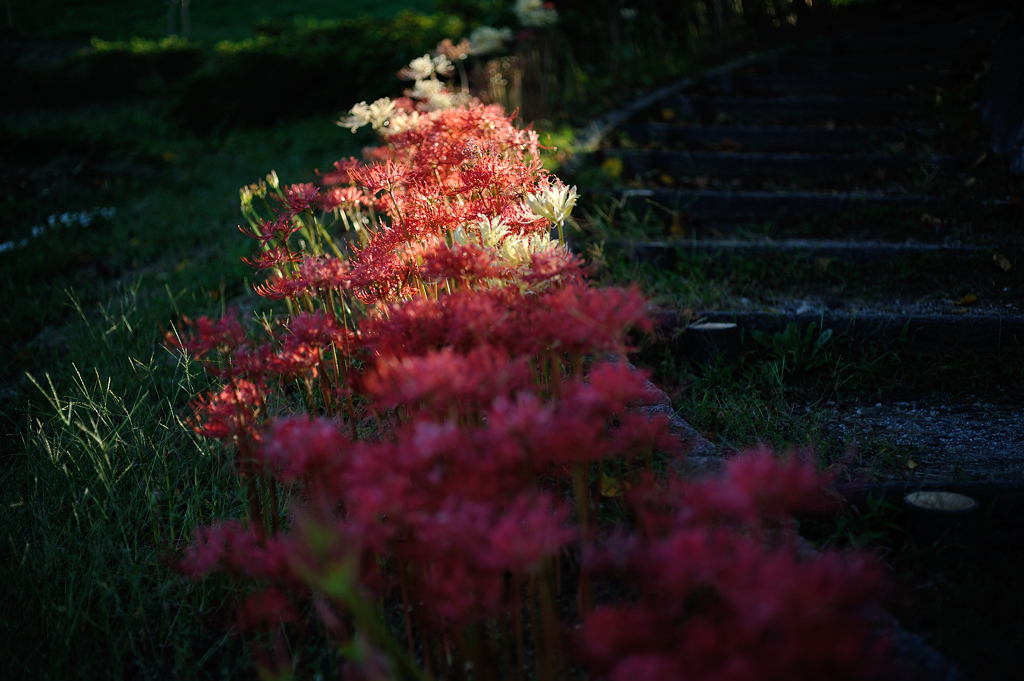 spider lily.2