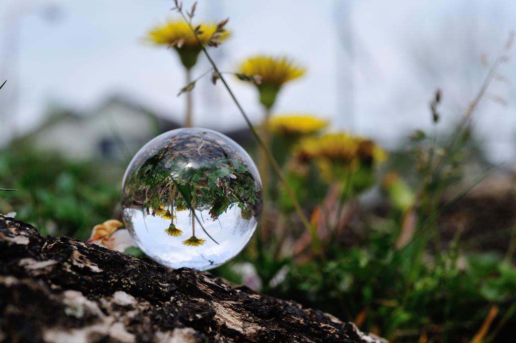 桜坂カントリー倶楽部　ＯＵＴ⑥番ラフ