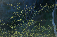 Spring breath 