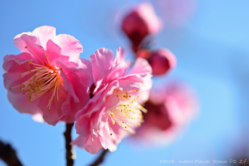 ume blossoms.1