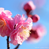ume blossoms.1