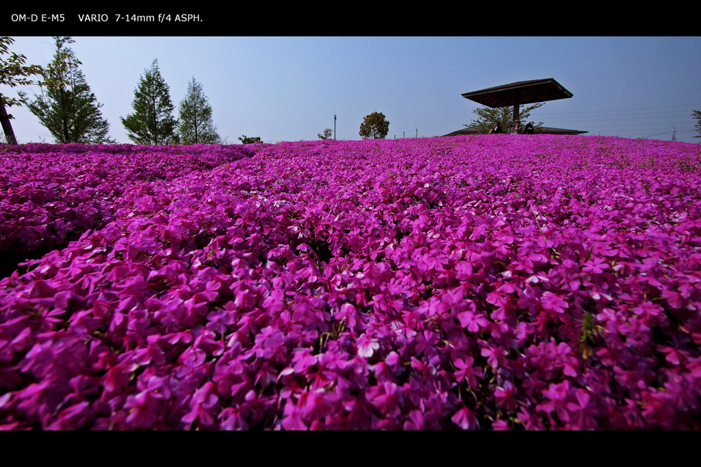 flower mountain 