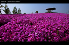 flower mountain 