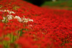 Red spider lily　.3