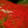 Red spider lily　.3