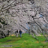 　桜　堤　.