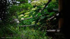 La fente entre pluie .2