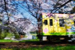 櫻 幻 列 車  .6
