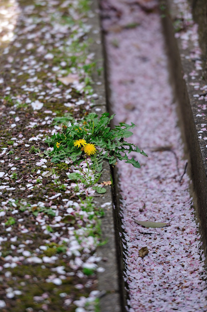 桜溜