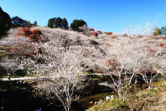 　桜 源 郷  .