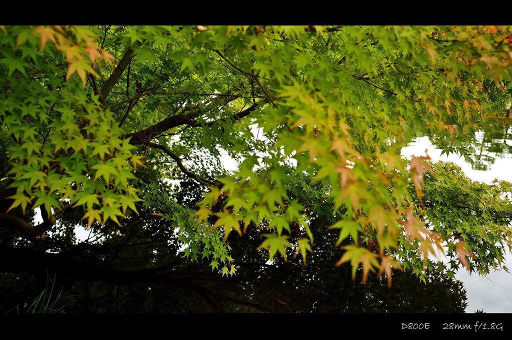 Autumn Color.6