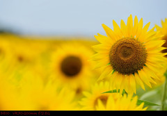 Sunflower.6
