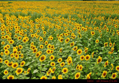 Sunflower.8