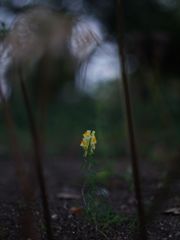 悲願花