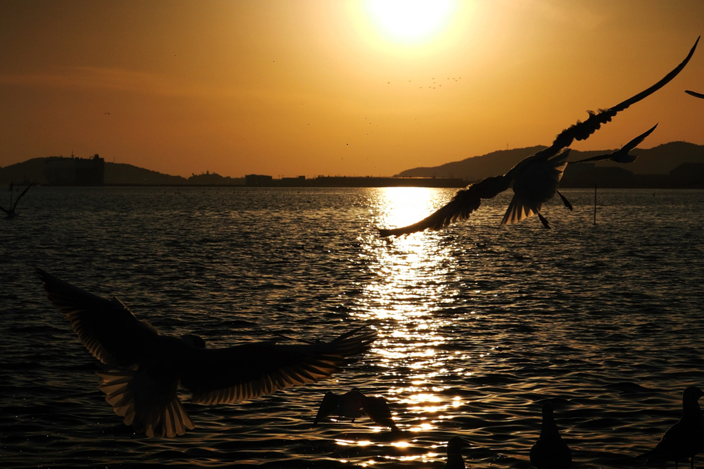 Jonathan Livingston Seagull　.