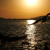 Jonathan Livingston Seagull　.