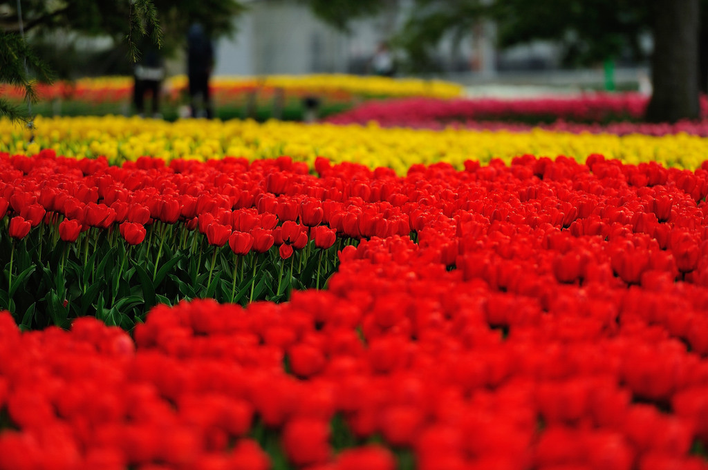 flower river.1
