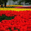 flower river.1