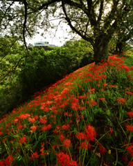 　紅　丘　.