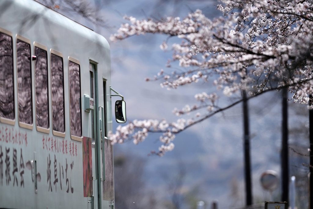 　桜 窓