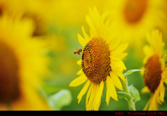 Sunflower.7