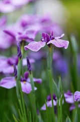 purple.2