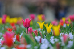 Jardin de la tulipe .2