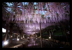 wisteria violet.4