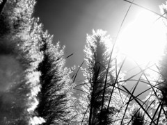 on the wind.5