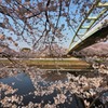 　　賑　桜