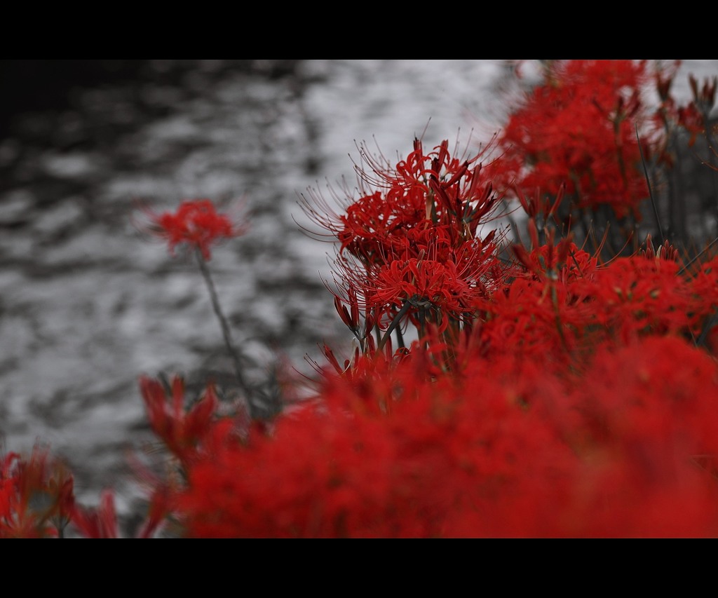 炎華.1