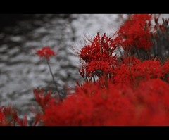 炎華.1