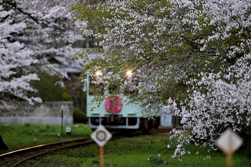 　　被　桜　