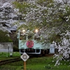 　　被　桜　