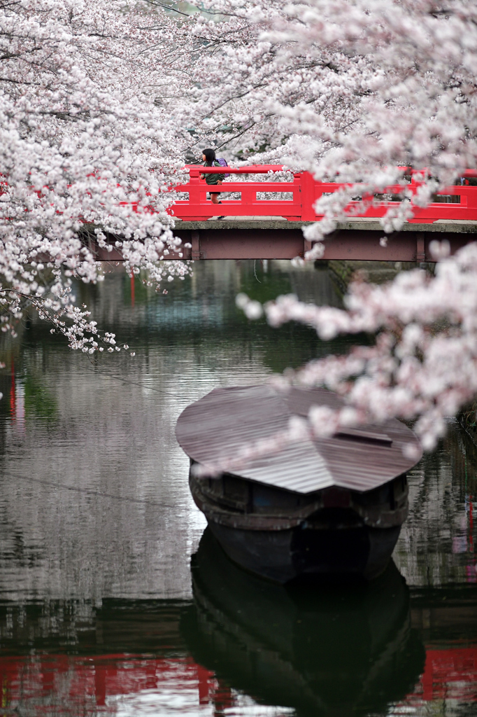 桜 水 都 .6