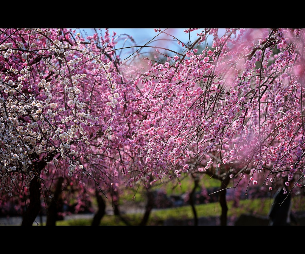 weeping plum.