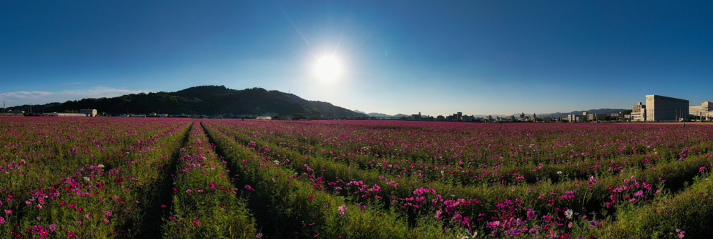 cosmos field　.